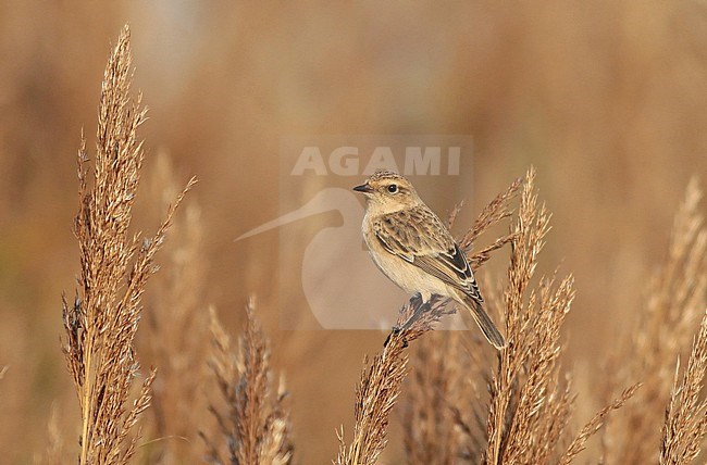 Siberian Stonechat (Saxicola maurus), first calendar year sitting in the reed, seen from the side. stock-image by Agami/Renate Visscher,