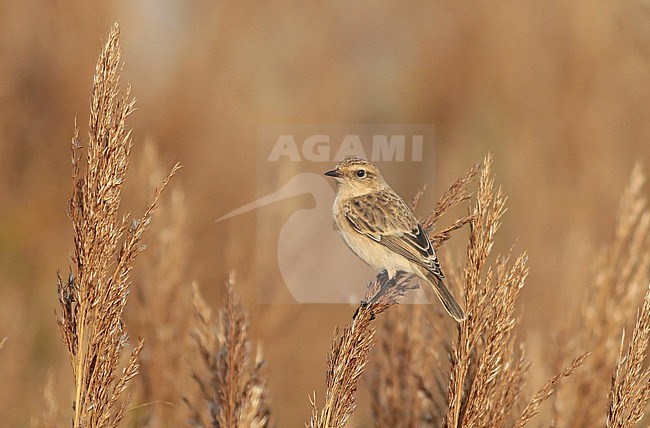 Siberian Stonechat (Saxicola maurus), first calendar year sitting in the reed, seen from the side. stock-image by Agami/Renate Visscher,