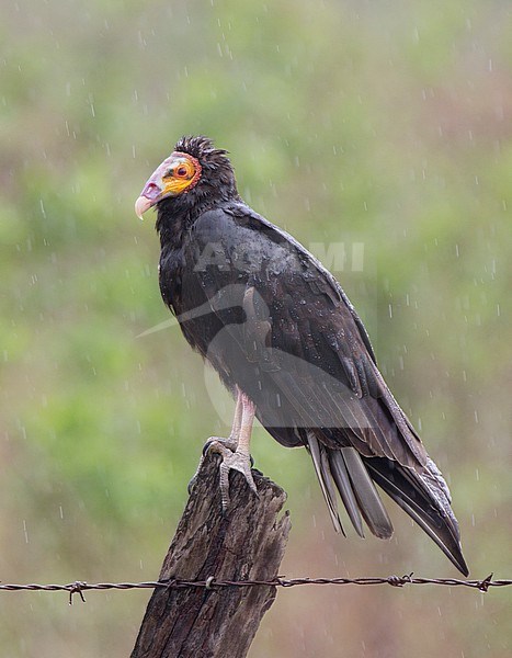 Lesser Yellow-headed Vulture (Cathartes burrovianus) at Hato Aurora, Casanare, Colombia. stock-image by Agami/Tom Friedel,