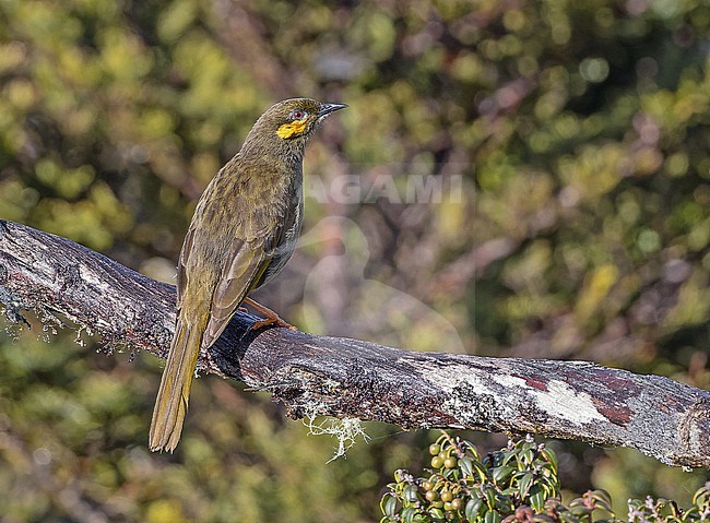 Orange-cheeked Honeyeater (Oreornis chrysogenys) in West Papua, Indonesia. stock-image by Agami/Pete Morris,