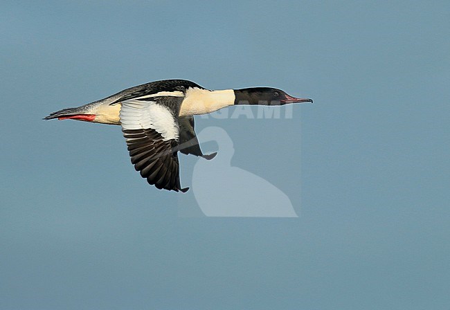 Adult Goosander (Mergus merganser), adult male in flight, seen from the side, showing upper wing. stock-image by Agami/Fred Visscher,