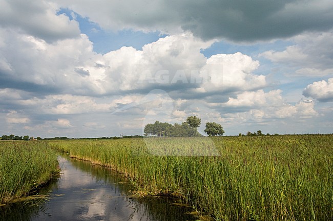 Weerribben, Overijssel, Netherlands stock-image by Agami/Marc Guyt,