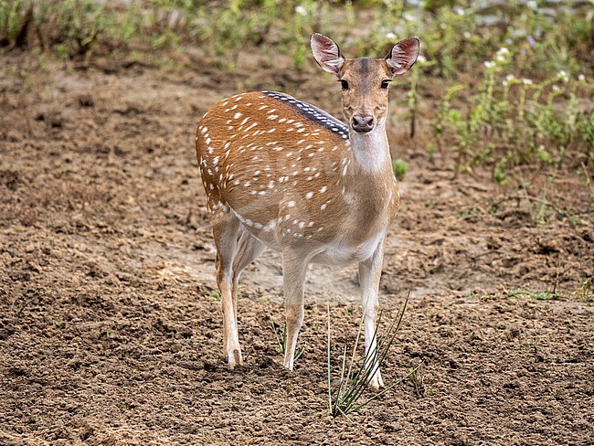 Spotted Deer, Axis axis. Sri Lankan axis deer (Axis axis ceylonensis) stock-image by Agami/Hans Germeraad,