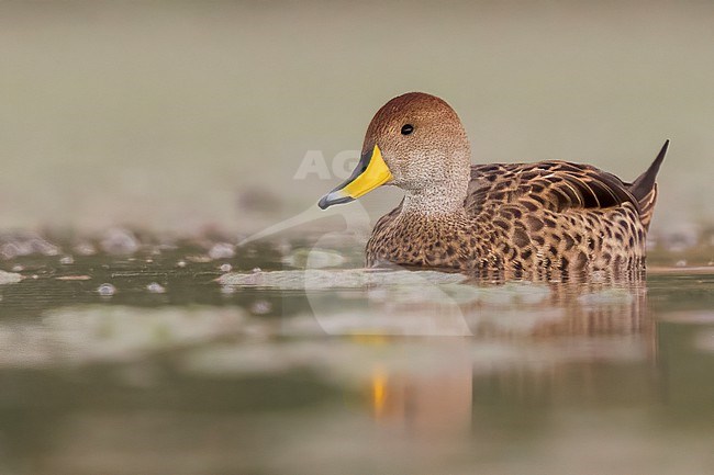 Yellow-billed Pintail (Anas georgica)  at a lake in Argentina stock-image by Agami/Dubi Shapiro,