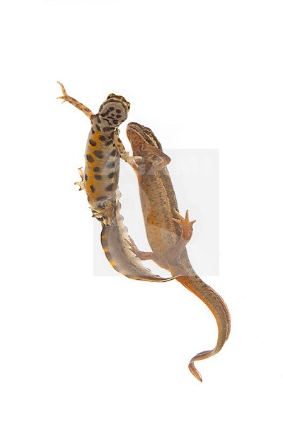 Smooth Newt, Lissotriton vulgaris stock-image by Agami/Theo Douma,