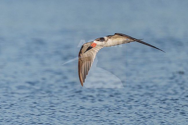 Black Skimmer (Rynchops niger) flying over water in Florida USA. stock-image by Agami/Marcel Burkhardt,