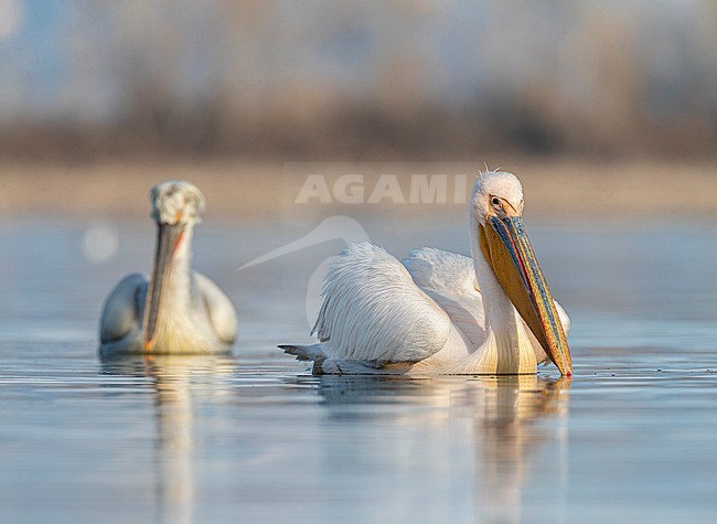Wintering adult Great White Pelican (Pelecanus onocrotalus) during late winter in Lake Kerkini, Greece. Swimming with Dalmatian Pelican in the background. stock-image by Agami/Marc Guyt,