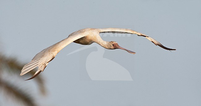 Afrikaanse Lepelaar, African Spoonbill, Platalea alba stock-image by Agami/Marc Guyt,