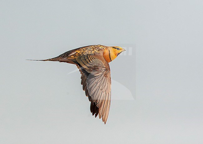 Male Pin-tailed Sandgrouse (Pterocles alchata) in steppes near Belchite in Spain. stock-image by Agami/Marc Guyt,