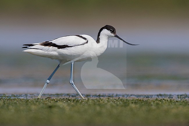 Pied Avocet (Recurvirostra avosetta), adult walking in a swamp stock-image by Agami/Saverio Gatto,