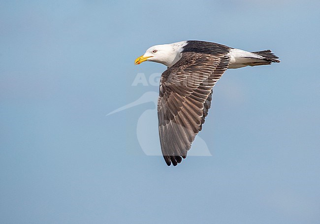 Kelp Gull (Larus dominicanus antipodus) in New Zealand. Immature in flight. stock-image by Agami/Marc Guyt,