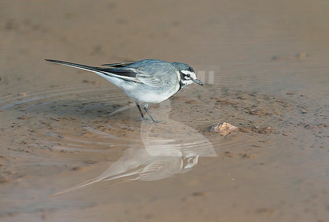 Moroccan Wagtail (Motacilla alba subpersonata) in winter plumage standing in shallow desert pool in Morocco. stock-image by Agami/Dick Forsman,