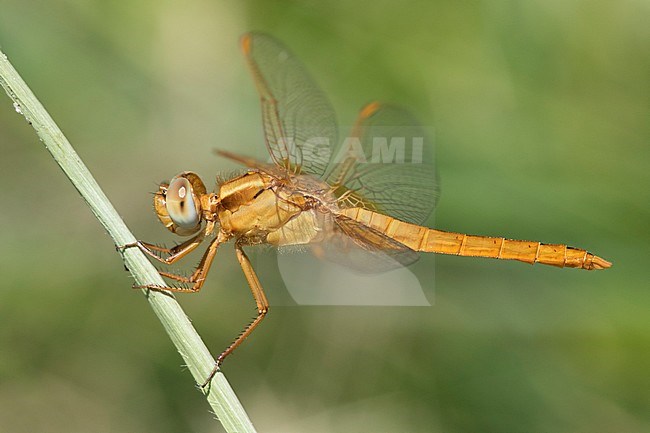 Vers mannetje Vuurlibel, Immature male Broad Scarlet stock-image by Agami/Wil Leurs,