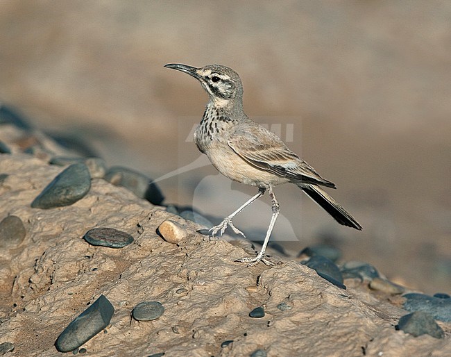 Greater Hoopoe-lark (Alaemon alaudipes alaudipes) standing on a sandy ridge in a desert in eastern Morocco. Bird lifting one leg. stock-image by Agami/Andy & Gill Swash ,