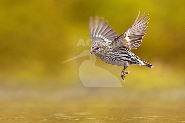 Eurasian Siskin, Spinus spinus, in Italy. stock-image by Agami/Daniele Occhiato,