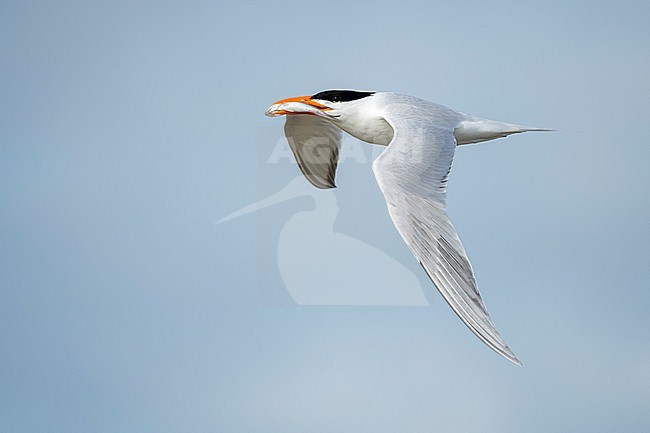 Adult American Royal Tern (Thalasseus maximus) in breeding plumage flying along the coast of Galveston County, Texas, USA. stock-image by Agami/Brian E Small,