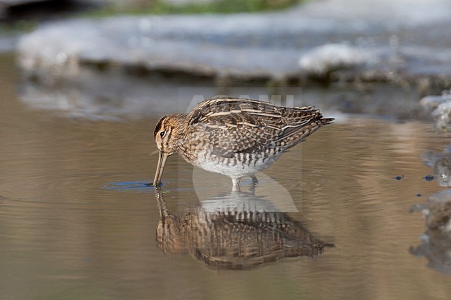 Watersnip foeragerend in open water; Common Snipe foraging in open water stock-image by Agami/Arnold Meijer,
