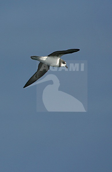 Donsstormvogel in vlucht; Soft-plumaged Petrel in flight stock-image by Agami/Marc Guyt,