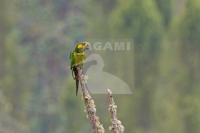 Yellow-eared Parrot (Ognorhynchus icterotis) in Colombia. stock-image by Agami/Pete Morris,