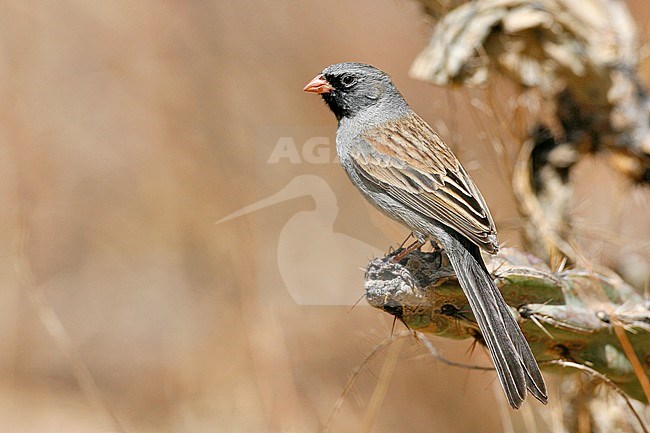 Adult male
Eddy Co., NM
April 2006 stock-image by Agami/Brian E Small,
