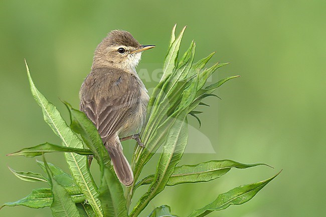 Booted Warbler (Iduna caligata),adult bird on the top of a fireweed against green background, Finland stock-image by Agami/Kari Eischer,