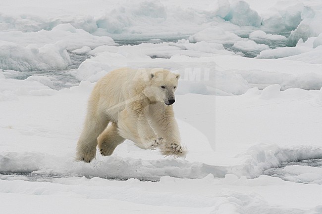 A polar bear, Ursus maritimus, mid-leap. North polar ice cap, Arctic ocean stock-image by Agami/Sergio Pitamitz,