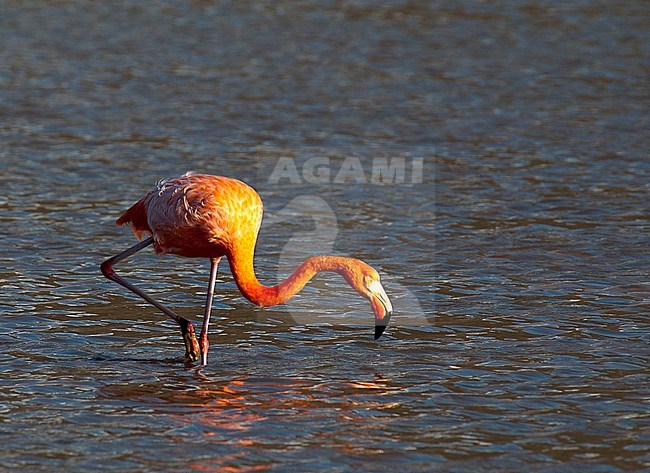American or galapagos Flamingo (Phoenicopterus ruber glyphorhynchus) foraging in lagoon stock-image by Agami/Roy de Haas,