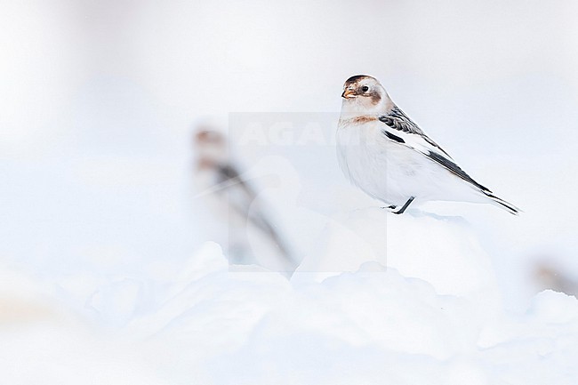  stock-image by Agami/Marcel Burkhardt,