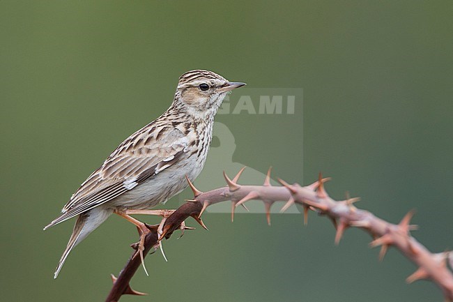 Wood Lark - Heidelerche - Lullula arborea ssp. pallida; Romania, adult stock-image by Agami/Ralph Martin,