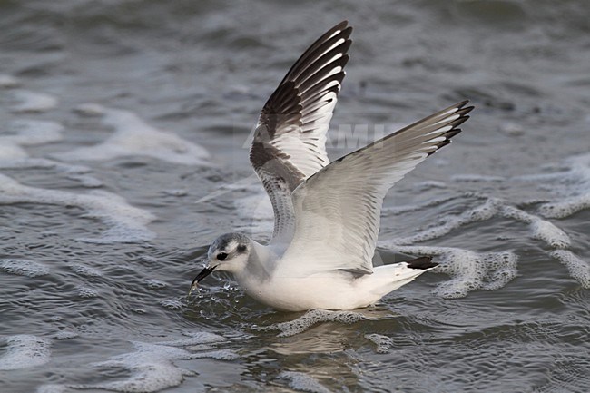 Dwergmeeuw in eerste winterkleed; First winter Little Gull in flight stock-image by Agami/Chris van Rijswijk,