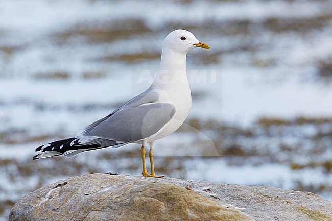 Common Gull (Larus canus), side view of an dult standing on a rock, Finnmark, Norway stock-image by Agami/Saverio Gatto,