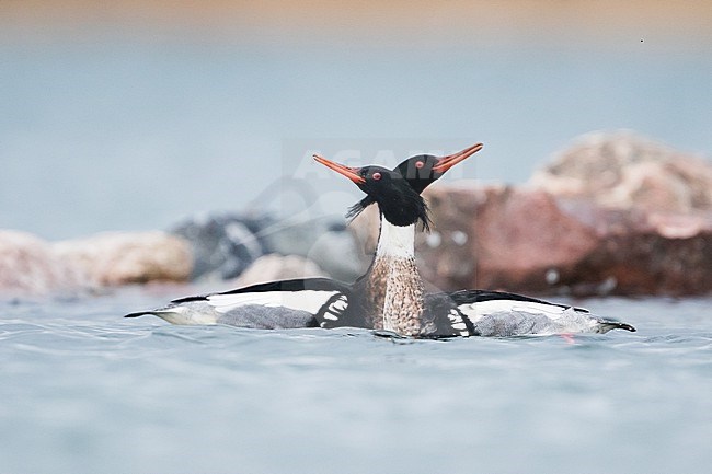 Red-breasted Merganser - Mittelsäger - Mergus serrator, Germany (Schleswig-Holstein), adult, male, courtship display stock-image by Agami/Ralph Martin,