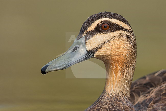 Pacific Black Duck (Anas superciliosa) in a pond in Papua New Guinea stock-image by Agami/Dubi Shapiro,