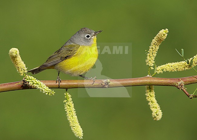 Adult male Nashville Warbler (Oreothlypis ruficapilla)
Riverside Co., California
April 2017 stock-image by Agami/Brian E Small,