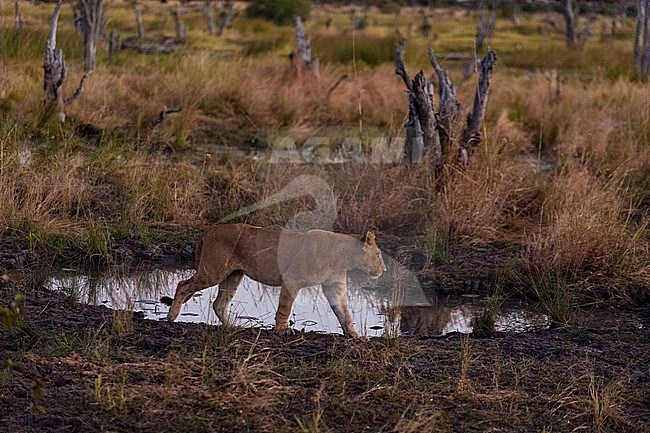 A lioness, Panthera leo, walking around a waterhole. Khwai Concession Area, Okavango Delta, Botswana. stock-image by Agami/Sergio Pitamitz,