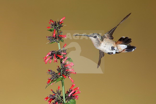 Adult female Lucifer Hummingbird (Calothorax lucifer)
Brewster Co., Texas, USA in September 2016 stock-image by Agami/Brian E Small,