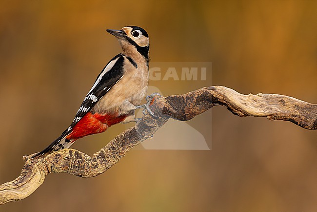 Great Spotted Woodpecker, Dendrocopos major, in Italy. stock-image by Agami/Daniele Occhiato,