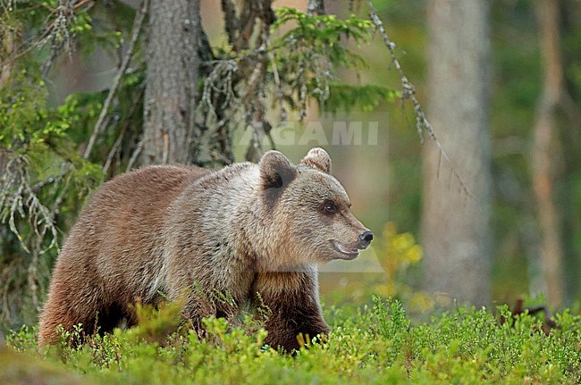 Brown bear, Ursus arctos, in taigaa forest in Finland. stock-image by Agami/Markus Varesvuo,