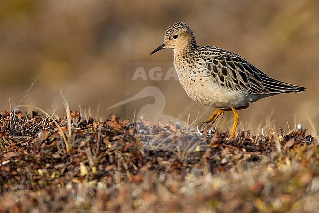 Adult Buff-breasted Sandpiper (Calidris subruficollis) on the arctic tundra near Barrow in northern Alaska, United States. stock-image by Agami/Dubi Shapiro,