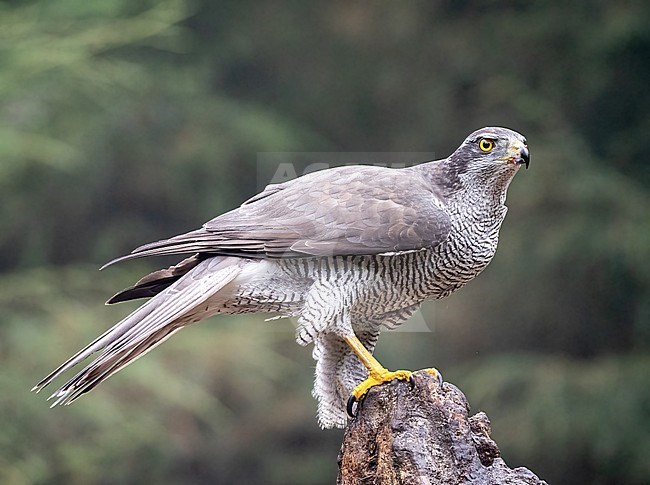 Northern, Goshawk (Accipiter gentilis) adult male perched on a trunk stock-image by Agami/Roy de Haas,