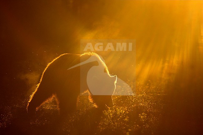 Bruine Beer in avondlicht, Brown Bear in sunset stock-image by Agami/Danny Green,