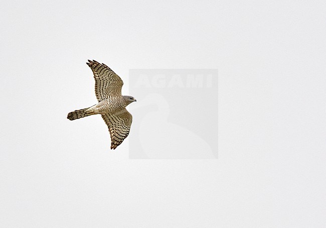 Levant Sparrowhawk (Accipiter brevipes) migrating north at Aqaba, Jordan. stock-image by Agami/Michael McKee,