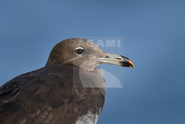 Sooty Gull, Ichthyaetus hemprichii, along the coast in Oman. stock-image by Agami/Laurens Steijn,