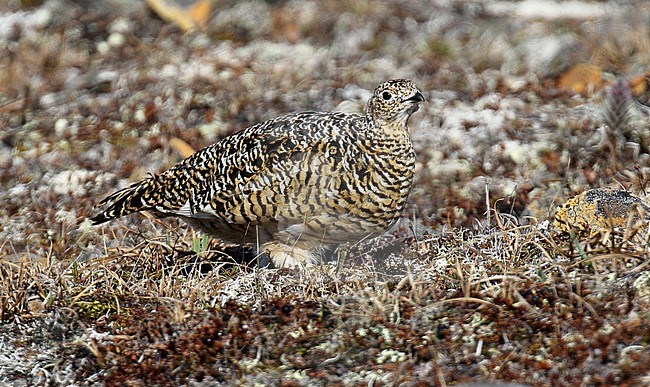 Female Alaskan Rock Ptarmigan (Lagopus muta kelloggae) in Alaska, United States. stock-image by Agami/Dani Lopez-Velasco,