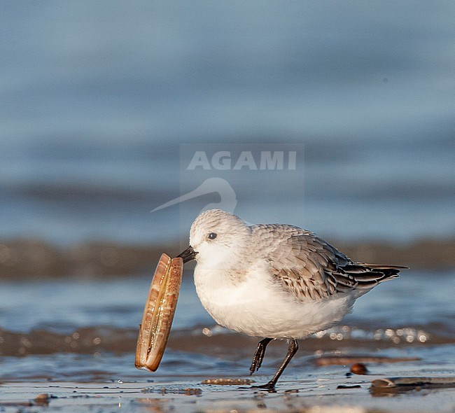 Sanderling (Calidris alba) on the North Sea beach of Katwijk in the Netherlands. Walking with a shell that was beached ashore in its bill. stock-image by Agami/Marc Guyt,