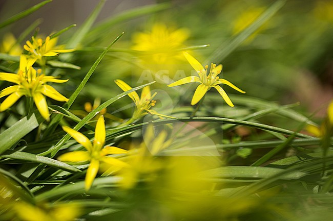 Meadow Gagea flowers stock-image by Agami/Wil Leurs,