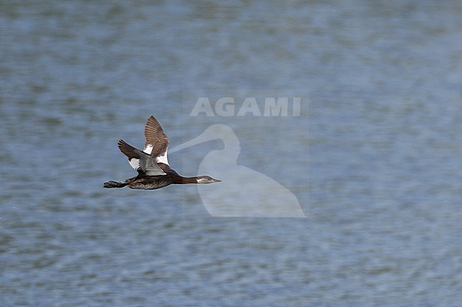 Adult Red-necked Grebe (Podiceps griseigena) in breeding plumage, in flight over lake at Møn in Denmark. stock-image by Agami/Helge Sorensen,
