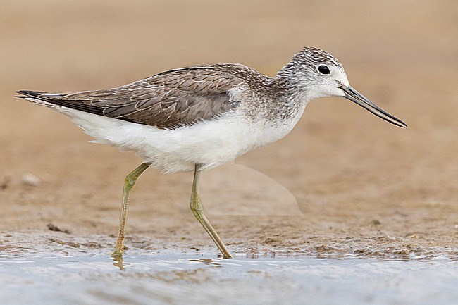 Greenshank (Tringa nebularia), standing on the mud, Campania, Italy stock-image by Agami/Saverio Gatto,