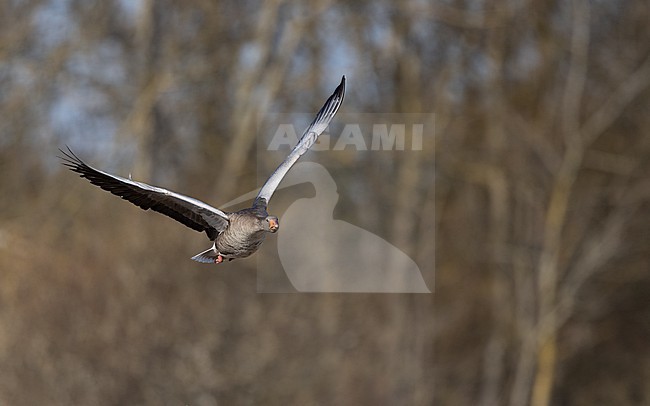 Greylag Goose (Anser anser) adult in flight near Copenhagen, Denmark stock-image by Agami/Helge Sorensen,