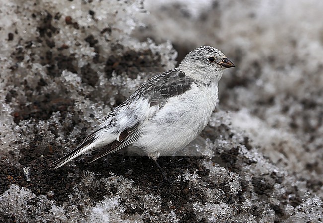 Snow Bunting  (Plectrophenax nivalis)  taken the 12/06/2022 at Barrow - Alaska - USA stock-image by Agami/Aurélien Audevard,
